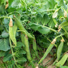 50 AUSTRIAN WINTER PEA Caley Flower Pisum Sativum Ground Cover Crop Legume Seeds