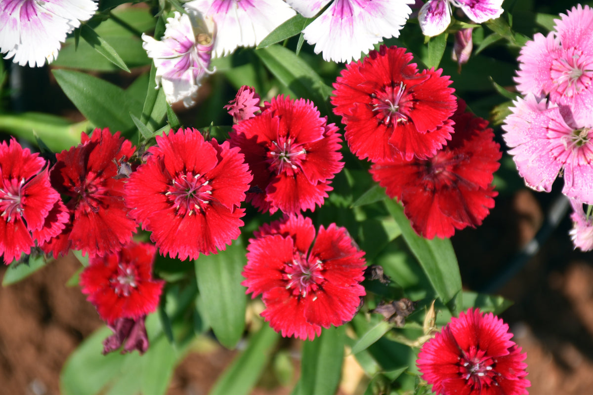 Cottage Pinks Seeds – (Garden, Laced, or Feathered Pink) Dianthus Plumarius Flower – photo 7