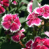 Cottage Pinks Seeds – (Garden, Laced, or Feathered Pink) Dianthus Plumarius Flower – photo 10