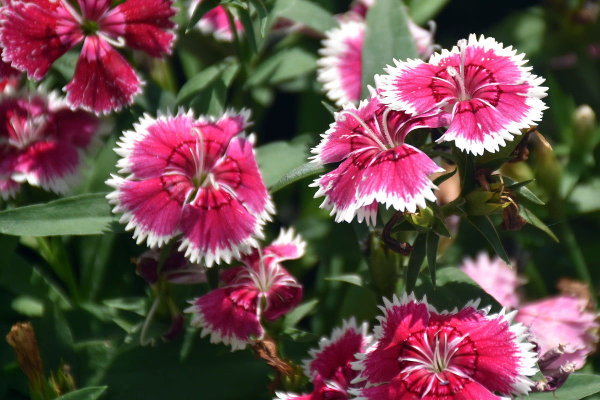 Cottage Pinks Seeds – (Garden, Laced, or Feathered Pink) Dianthus Plumarius Flower – photo 10