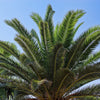 10 CANARY ISLAND Date PALM Phoenix Canariensis Tree Seeds