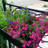 Magenta Pink Lobelia Seeds – Regatta Lobelia Erinus Flower – photo 5