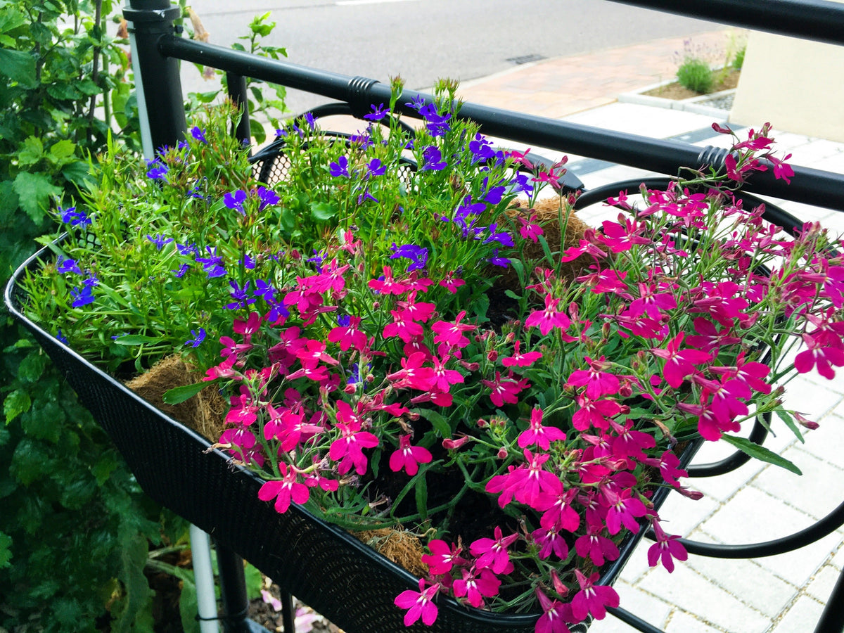 Magenta Pink Lobelia Seeds – Regatta Lobelia Erinus Flower – photo 5