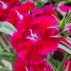 500 MIXED CHINESE PINKS China Rainbow Pink Dianthus Chinensis Bicolor Flower Seeds