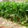 250 BARESE SWISS CHARD White Rib Perpetual Spinach Beta Vulgaris Vegetable Seeds