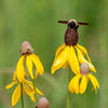 100 YELLOW CONEFLOWER Ratibida Pinnata Flower Seeds