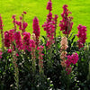 100 MIXED COLORS VERBASCUM Verbascum Phoeniceum Flower Seeds