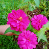 250 VIOLET QUEEN ZINNIA Elegans Purple Double Dahlia Heirloom Flower Seeds