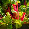 300 RUBY RED SWISS CHARD (Perpetual Spinach) Beta Vulgaris Cicla Vegetable Seeds
