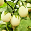30 EASTER EGG PLANT (Easter Eggplant / Ornamental Eggplant / Nest Egg) Solanum Ovigerum Seeds