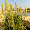 1000 Organic PSYLLIUM Plantago Ovata Plantain Herb Flower Seeds