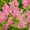 100 PINK MIX ASTILBE (False Spirea / False Goats Beard) Astilbe Chinensis Flower Seeds