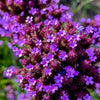 250 COMMON VERVAIN Verbena Officinalis European Herb Pink Purple Flower Seeds