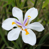 25 WHITE AFRICAN IRIS Fortnight Lily Dietes Iridioides Vegeta aka Cape or Butterfly Iris Yellow Purple Flower Seeds