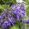 25 BLUE JACARANDA TREE ( Fern Tree / Brazilian Rose Wood / Green Ebony ) Jacaranda Mimosifolia Seeds