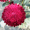 250 Double RED CHINA ASTER Callistephus Chinensis Flower Seeds