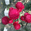 250 Double RED CHINA ASTER Callistephus Chinensis Flower Seeds