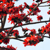 10 RED SILK COTTON Tree Bombax Ceiba Kapok Tropical Flower Seeds