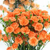 50 ORANGE CARNATION Dianthus Caryophyllus Chabaud Double Flower Seeds