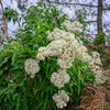 200 TALL WHITE BONESET (Thoroughwort) Eupatorium Perfoliatum Flower Seeds