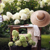 50 PEE GEE HYDRANGEA Paniculata Peegee Panicle White Pink Flower Shrub Seeds