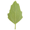 Organic Red Aztec Spinach Seeds – Huauzontle Chenopodium Berlandieri Greens Vegetable – photo 4