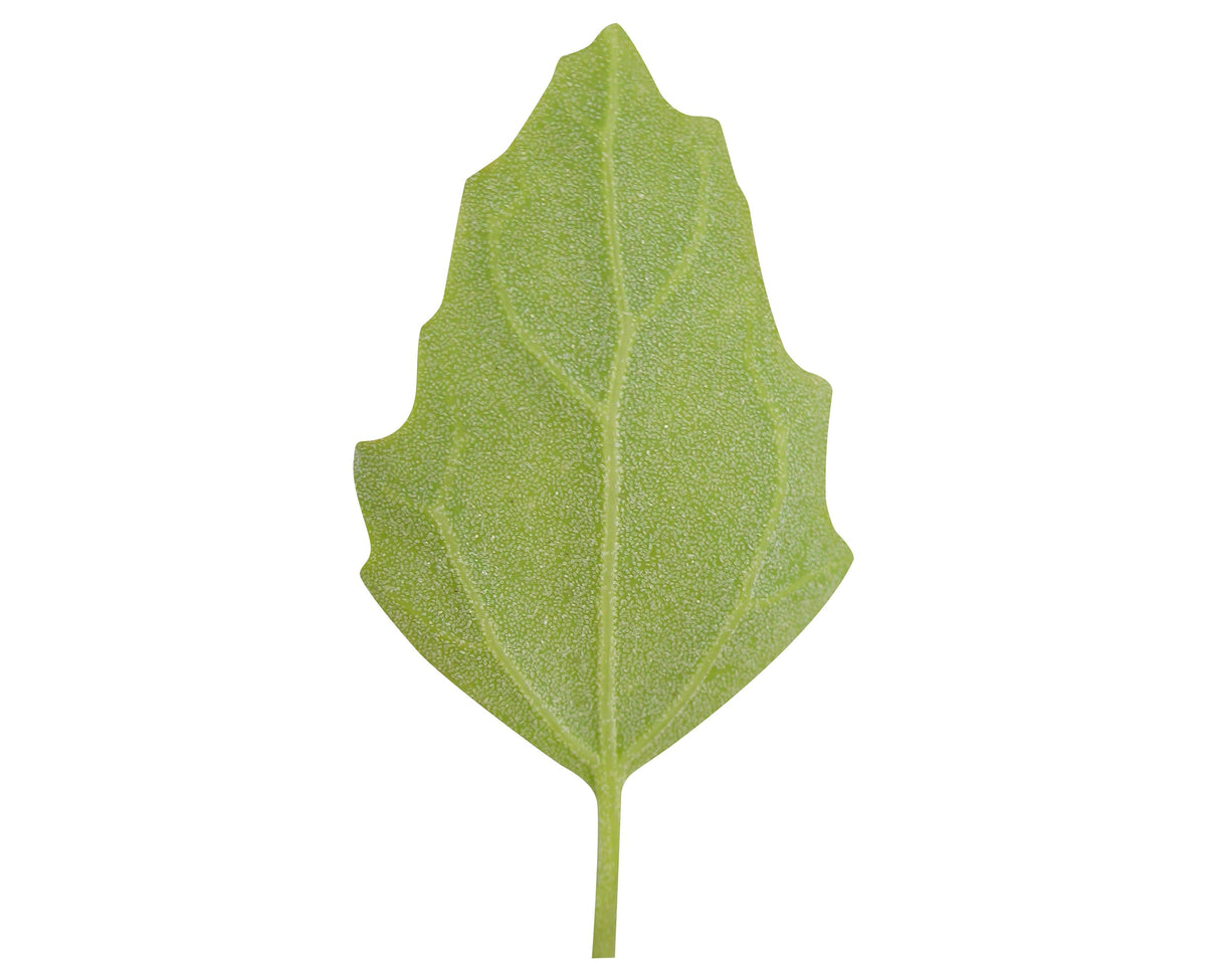 Organic Red Aztec Spinach Seeds – Huauzontle Chenopodium Berlandieri Greens Vegetable – photo 4