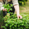 25 Orange MANDARINA BALM Mandarin Lemon Balm Melissa Officinalis Herb Seeds
