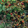 25 TRAILING BLACKBERRY Pacific Rubus Ursinus Vining Shrub Fruit Berry Seeds