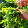 2000 ROQUETTE ARUGULA aka Rocket / Rucola / Rugula - Eruca Vesicaria Sativa Herb Vegetable Seeds