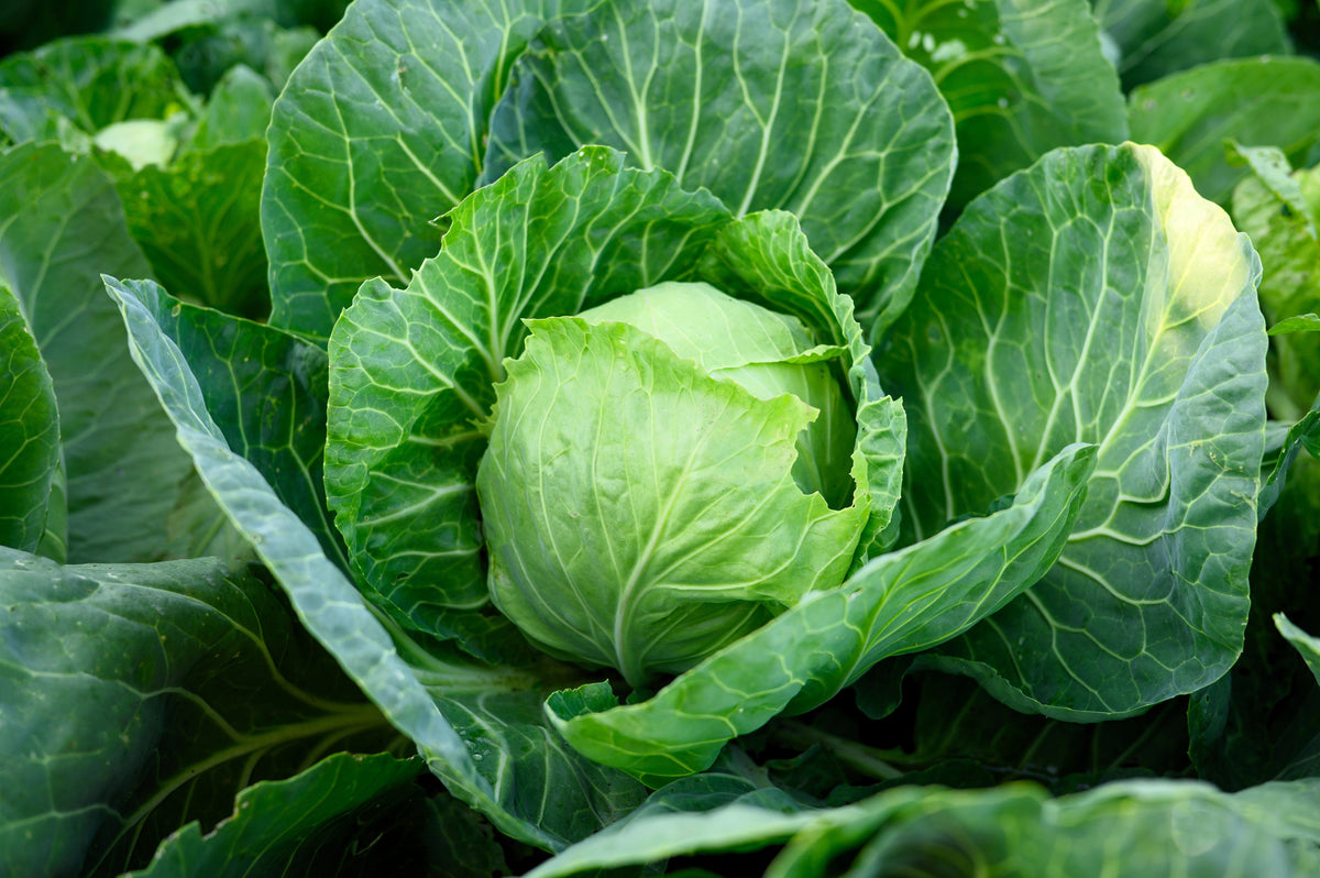 Golden Acre Early Cabbage Brassica Oleracea Capitata Vegetable Seeds