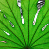 10 JAPANESE FATSI Shrub Flower Paperplant Fatsia Aralia Japonica Seeds