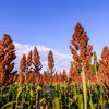 Wild Game Food Plot Sorghum Seeds –