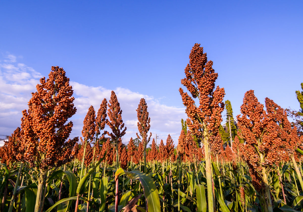 Wild Game Food Plot Sorghum Seeds –