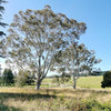 25 RED FOREST GUM Tree Eucalyptus Tereticornis Blue Grey Mountain Flower Seeds