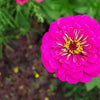 250 VIOLET QUEEN ZINNIA Elegans Purple Double Dahlia Heirloom Flower Seeds