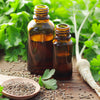 1000 GIANT ITALIAN Flat Leaf PARSLEY Petroselinum Crispum Neapolitanum Herb Vegetable Flower Seeds