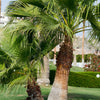 30 CALIFORNIA FAN PALM Tree Petticoat Arizona Desert Washingtonia Filifera Seeds