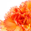 50 ORANGE CARNATION Dianthus Caryophyllus Chabaud Double Flower Seeds
