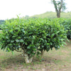 5 TEA PLANT Black & Green Drinking Tea Camellia Sinensis Evergreen Tree Shrub Flower Seeds