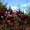 500 RED GARNET AMARANTH Amaranthus Tricolor Vegetable Flower Seeds