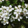 100 BLACKBERRY Fruit Bush Rubus Allegheniensis Seeds