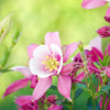 Mixed European Columbine Seeds – Aquilegia Flower – photo 11