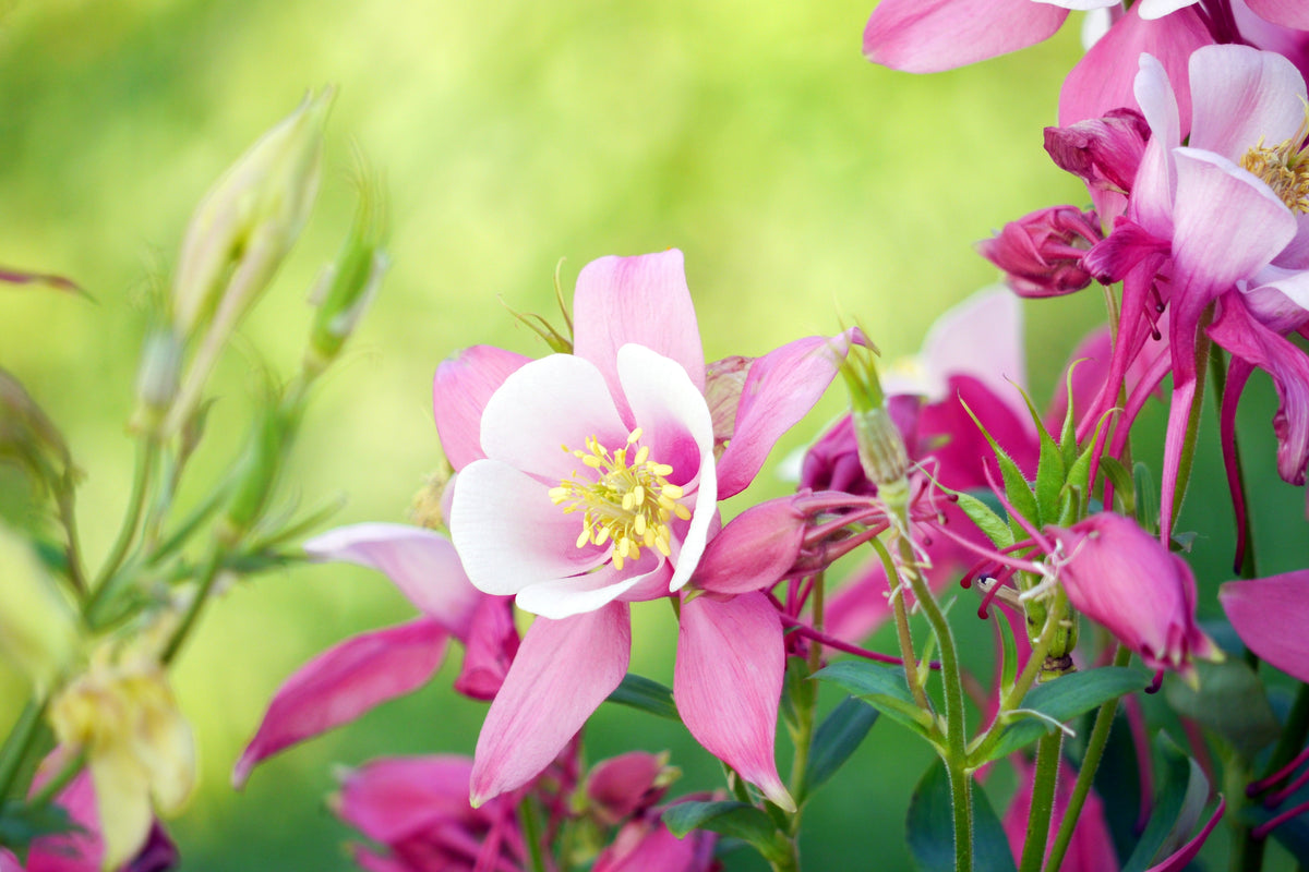 Mixed European Columbine Seeds – Aquilegia Flower – photo 11