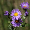 Purple Smooth Violet Prairie Aster Aster Tanacetifolia Flower Seeds – photo 7
