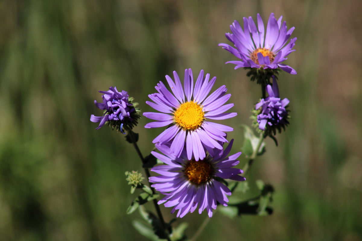 Purple Smooth Violet Prairie Aster Aster Tanacetifolia Flower Seeds – photo 7
