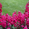 50 Rose PINK STOCK Matthiola Incana Ten-Week Gillyflower Seeds