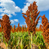 Della Sorghum Seeds – Bicolor Syrup Flour Grain Vegetable – photo 2