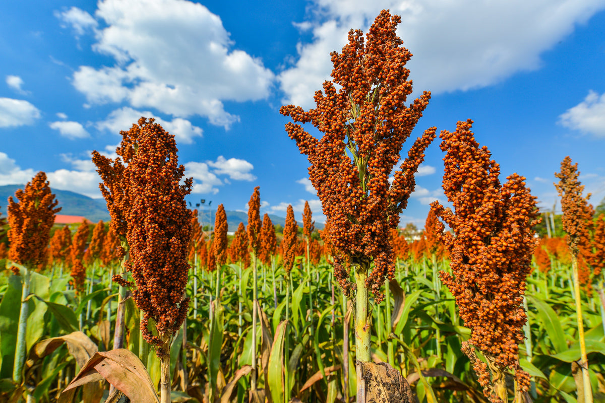 Della Sorghum Seeds – Bicolor Syrup Flour Grain Vegetable – photo 2