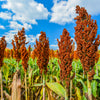 50 HONEY DRIP SORGHUM Bicolor Honey Drop Syrup Grain Vegetable Seeds